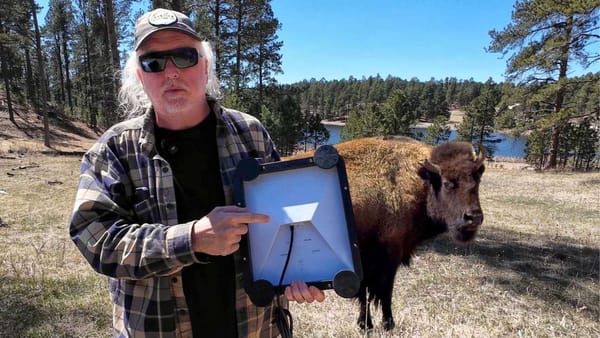 Custer State Park Wildlife Tour